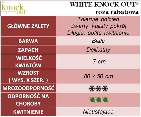 White Knock Out róże rabatowe